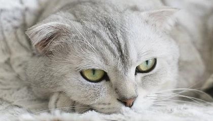 九游游戏中心-伊朗队替补席席地而坐，原因：雪地太软太舒服，伊朗主场